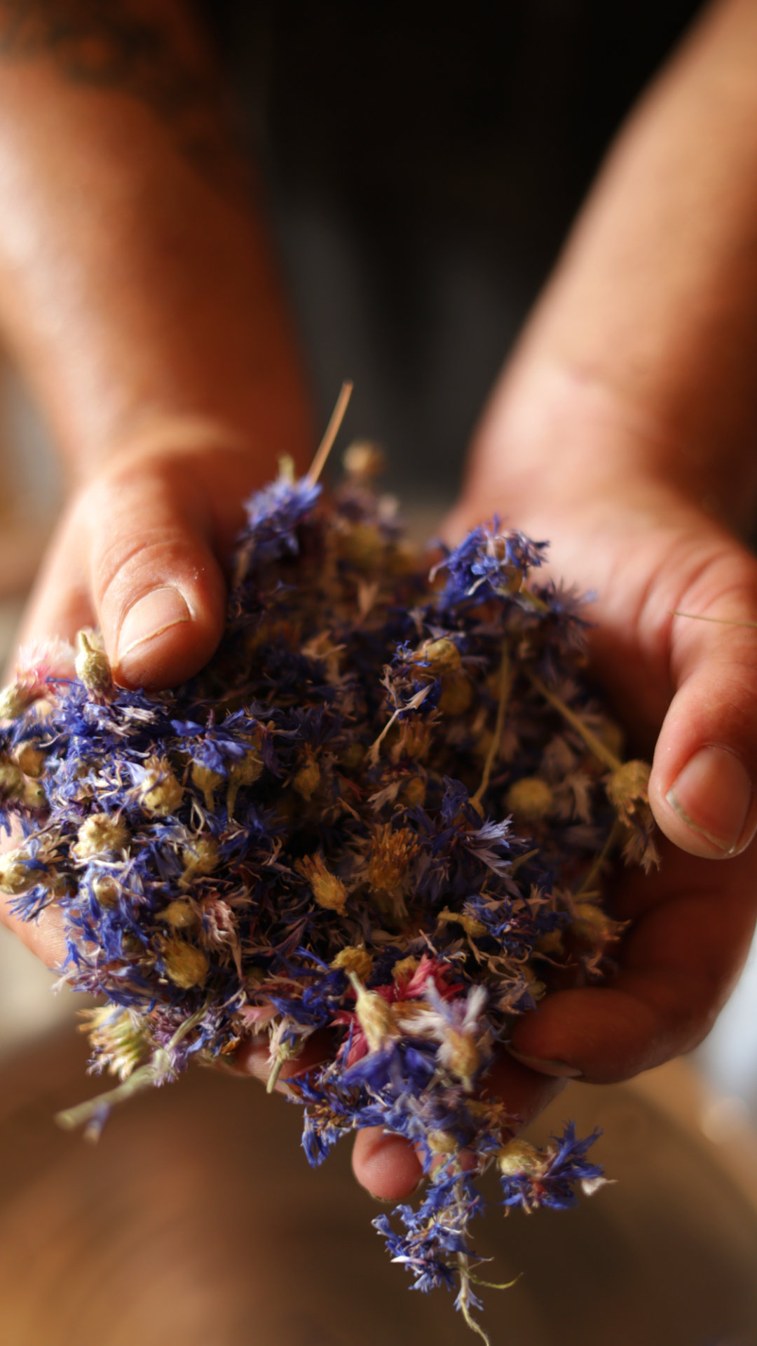 Cultivateur de plantes aromatiques et médicinales tenant des plantes séchées dans ses mains. Photographie réalisée par Angeline Querel lors d'un reportage métier photo et vidéo pour Terre d'Elira, en Drôme.